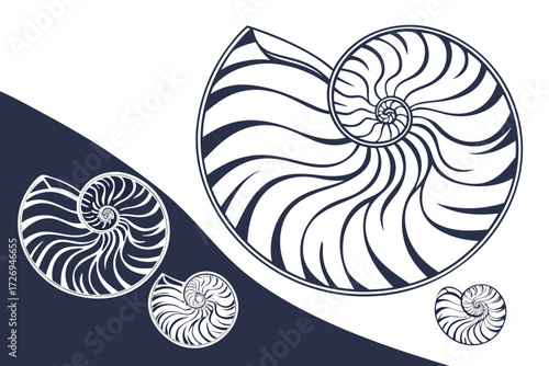 Illustration of nautilus shells in varying sizes on a split navy and white background showing spiral patterns silhouette