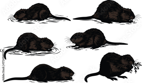 PrintMuskrat silhouette illustration, aquatic rodent behavior, wildlife animal vector, detailed fur texture, whiskers, eating plants, standing upright, water ripples, vegetation habitat