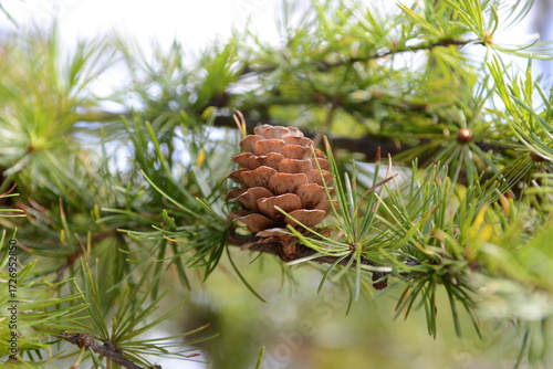 Larix kaempferi, the Japanese larch, is a deciduous conifer native to Japan, reaching 30m tall with needles turning golden yellow in autumn, used for timber and reforestation. Photographed in Korea.
