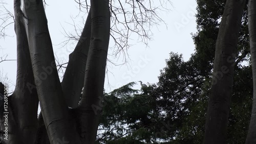 Great heron is resting on a tall tree in slow motion