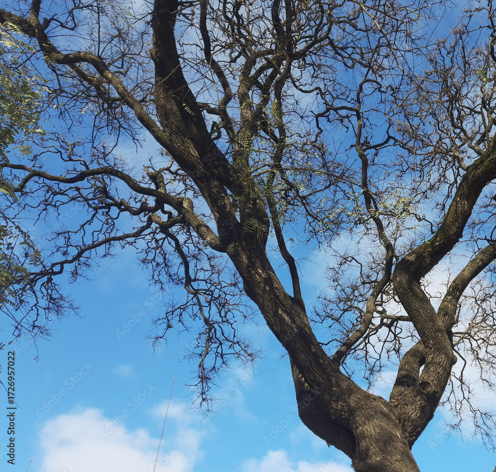 Fototapeta premium background of tree with curly branches against blue sky. Copy space 