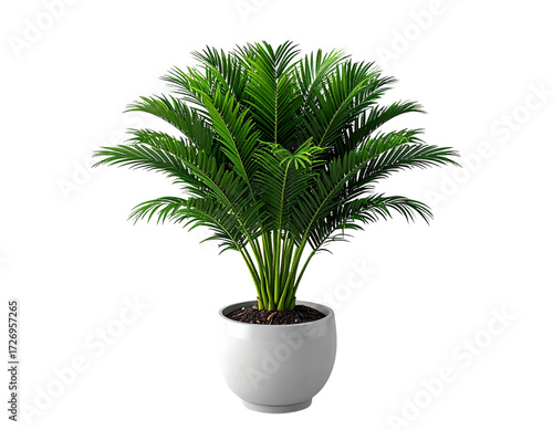 Modern Decorative Sago Palm in Minimalist Pot PNG Transparent Background