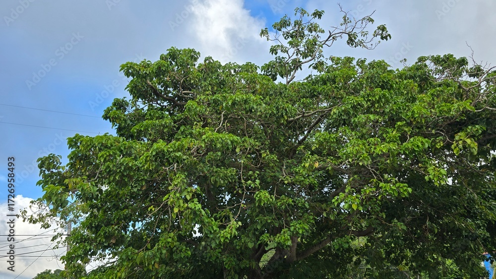 Obraz premium Leafy fresh tree with incredible sky view