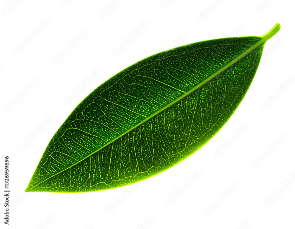 Obraz premium Fantasy Olive Leaf with Glowing Edges and Misty Aura PNG