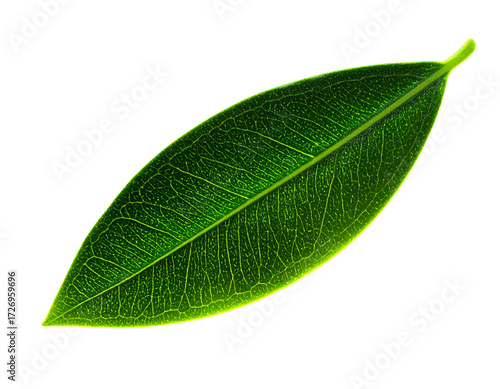 Fantasy Olive Leaf with Glowing Edges and Misty Aura PNG