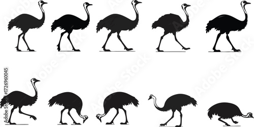 Dynamic ostrich animation sequence, perfect for educational content about birds or illustrating animal behavior - easily adaptable for various projects
