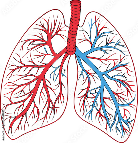 Detailed human lungs illustration showing branching bronchi and blood vessels, vital for medical education and science.