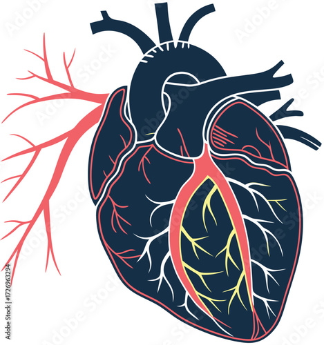 Dynamic human heart illustration showcasing intricate vascular system and vital organ health for medical and wellness concepts