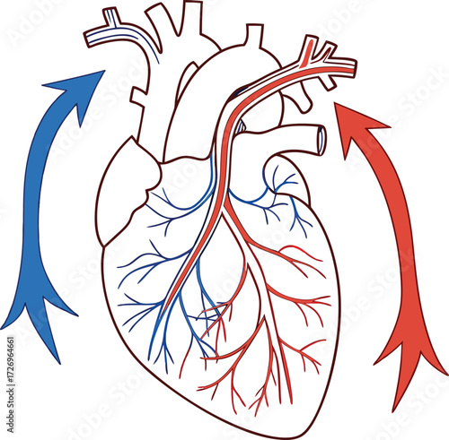 Dynamic human heart illustration showcasing vital blood flow pathways in vibrant red and blue, perfect for medical education and health awareness campaigns.