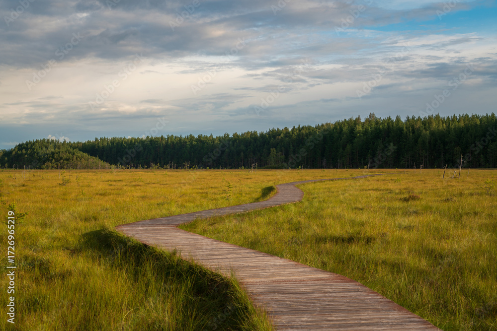 Naklejka premium An ecological trail through the Sestroretskoye Boloto (Sestroretsk swamp) State Nature Reserve on a sunny summer day, Russia, St. Petersburg, Kurortny District, Beloostrov