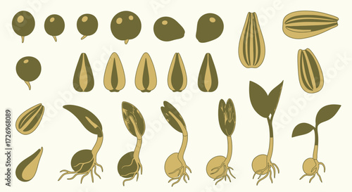 Germination Process, Botanical Illustration, Nature, Graphic Art, Minimalist Design