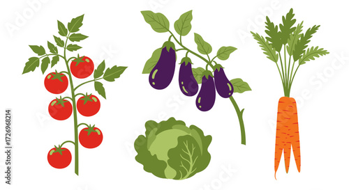 Tomatoes, Eggplants, Cabbage, and Carrots Illustrations in a Vibrant Garden Setting