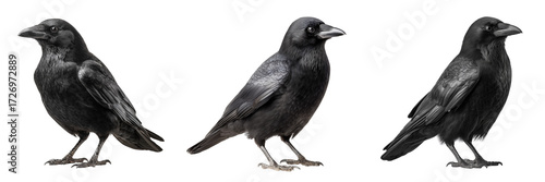 Set of Multiple crows in profile, sitting close together, white background, realistic lighting on transparent png background. Ai generated