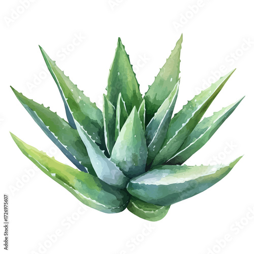 Aloe Vera, watercolor drawing vector, isolated on a white background.