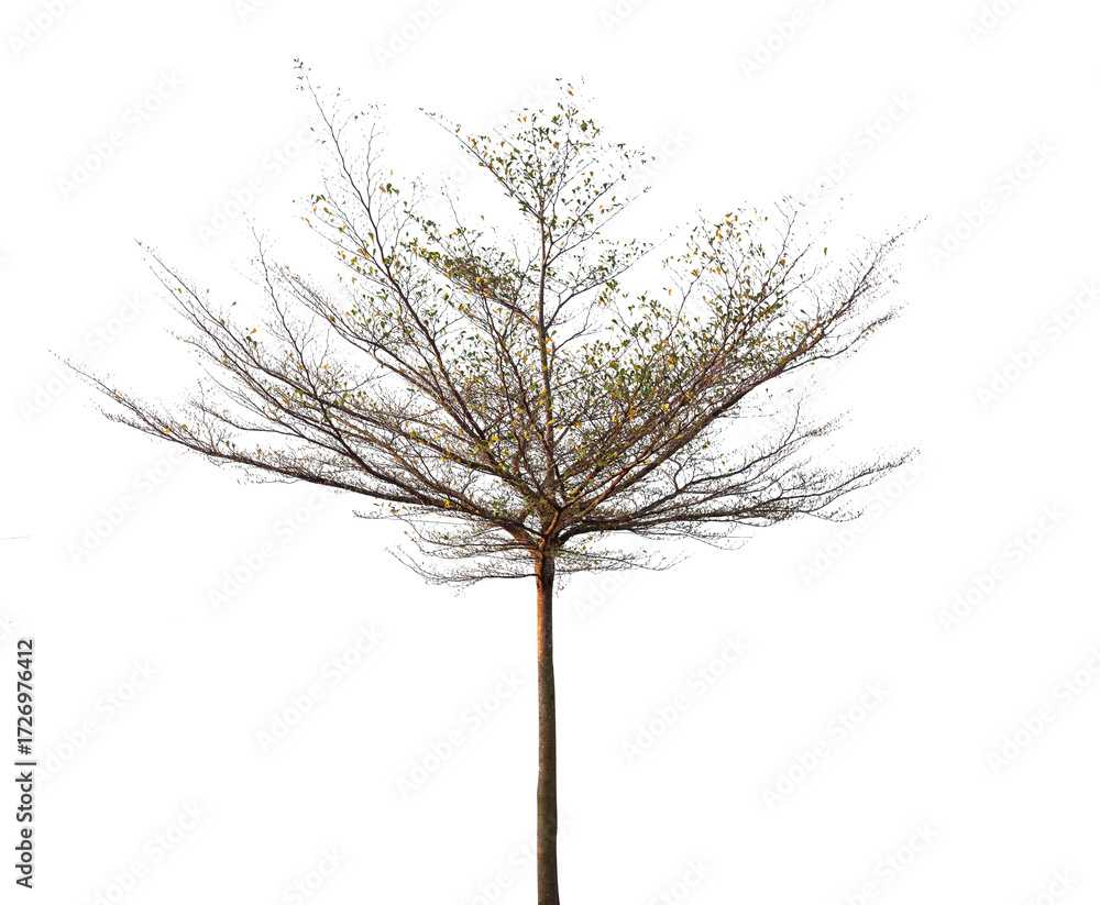 Fototapeta premium dead tree isolated on white background