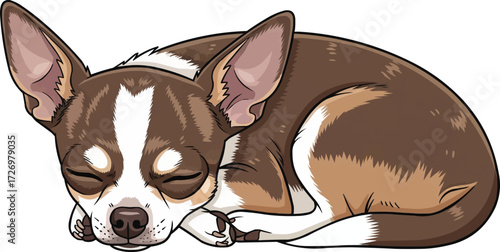 Chihuahua dog curled up sleeping cute vector illustration