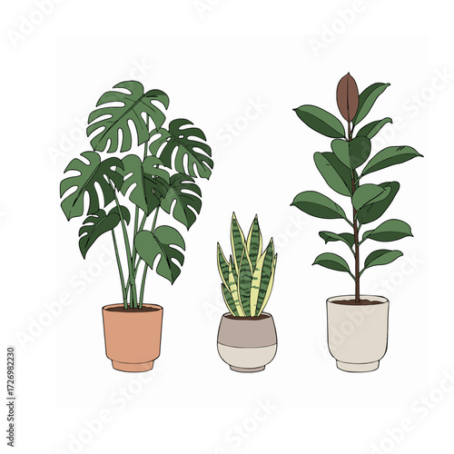 Collection of Potted Houseplants | Monstera, Snake Plant, and Rubber Plant