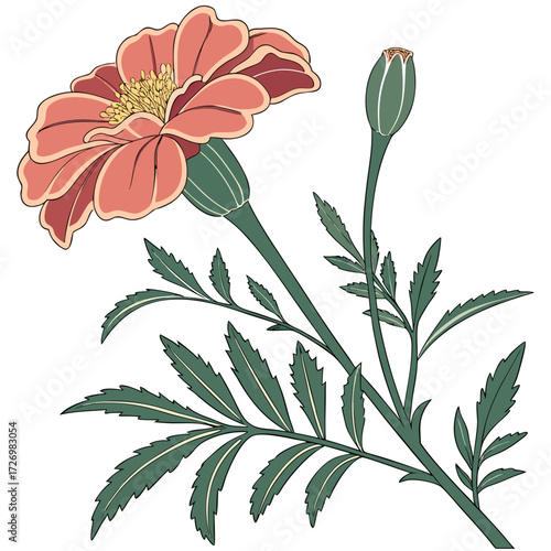 french marigold pink on white background 