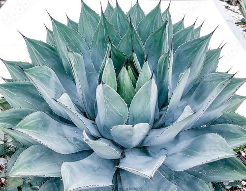 Succulent rosette, light blue-green