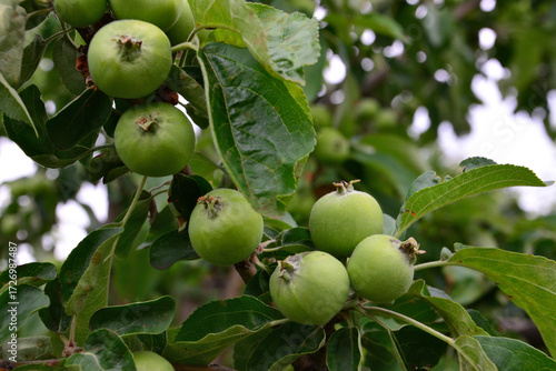 a branch of green apples with green leaves close up