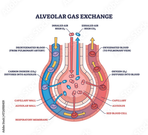 Alveolar gas exchange shows oxygen entering blood and carbon dioxide leaving via alveoli, capillaries, and red blood cells. Outline diagram