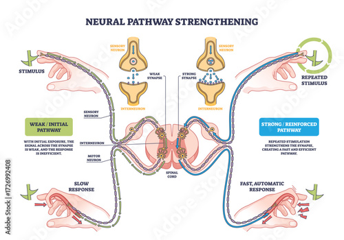 Neural pathway strengthening shows how repeated stimulus reinforces synaptic connections, key objects, neurons, synapses, spinal cord. Outline diagram