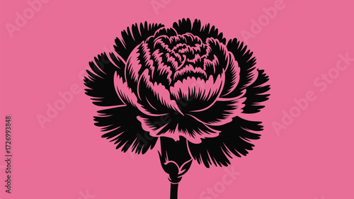 Bold black carnation blossom on vibrant pink backdrop evokes modern elegance for striking designs and heartfelt sentiments celebrating love and remembrance