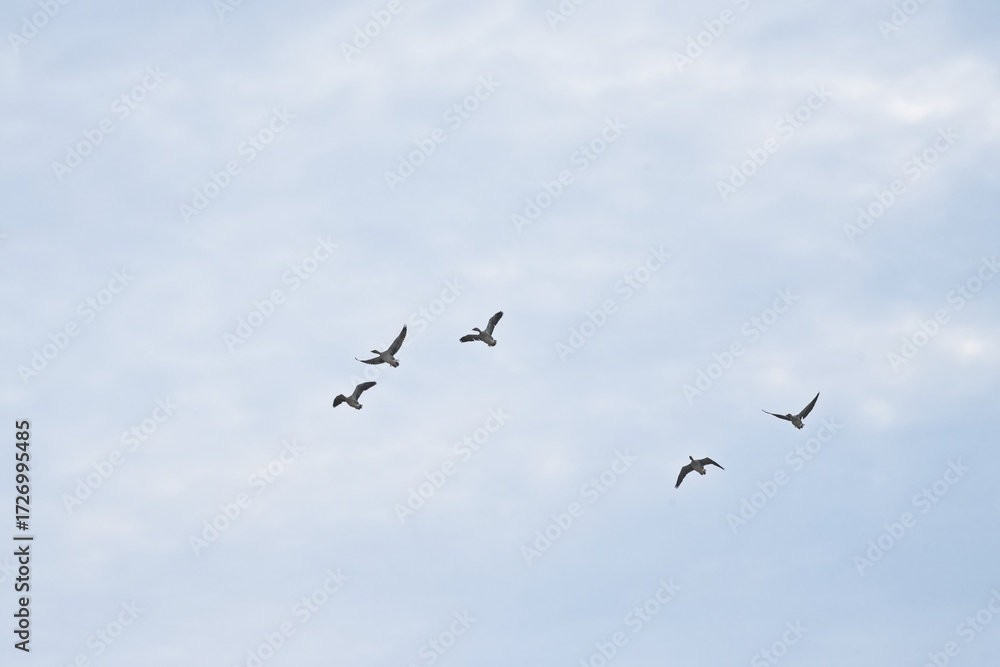 Obraz premium Flock of greylag geese flying on a sky with soft fluffy clouds - Anser anser 