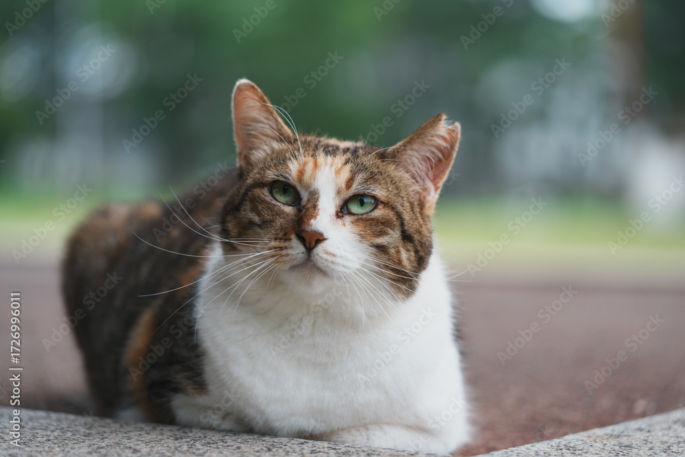 Fototapeta premium 公園の東屋で休んでいる上を見上げる猫