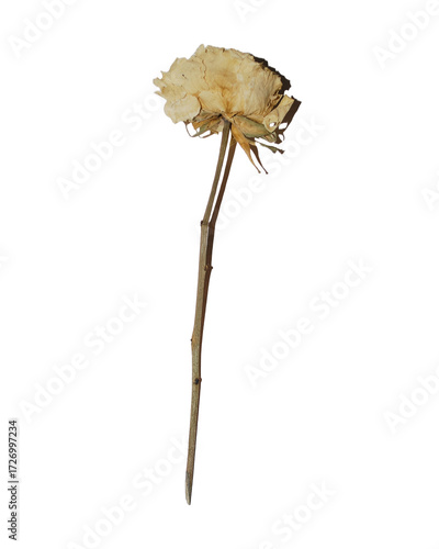 Single dried rose flower isolated PNG on transparent background