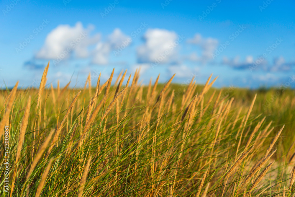 Fototapeta premium Dünengras, Strandhafer im Morgenlicht am Ellenbogen auf Sylt
