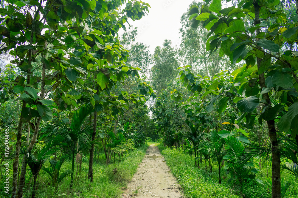 Fototapeta premium Life in village