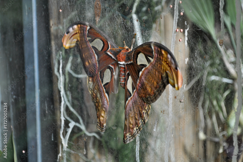 Fototapeta premium Atlas Moth (Attacus atlas) with Spread Wings Resting in a Spider Web