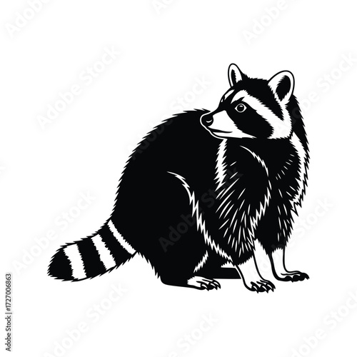 A striking black and white vector illustration of a wild raccoon on an isolated background.