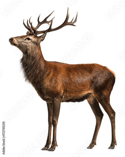 Majestic stag with twelve-tine polished antlers and raised head, isolated on transparent background.
