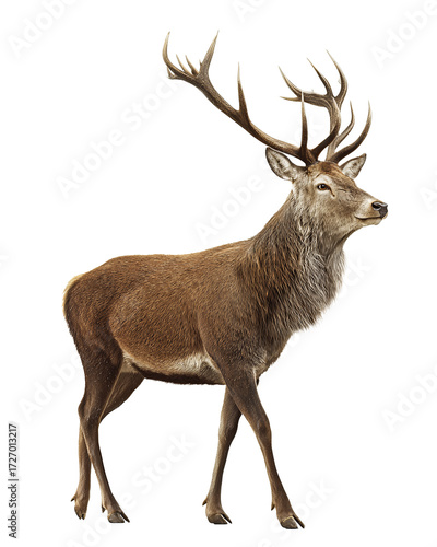Majestic stag with twelve-tine polished antlers and raised head, isolated on transparent background.
