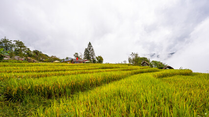 Handdoek met foto Rijstvelden Gouden rijstterrassen tijdens oogsttijd  © Tran Tam 