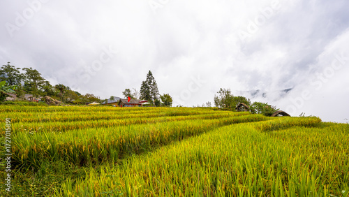Golden ripe rice fields on terraced fields