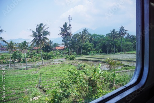 Wallpaper Mural Beautiful rural rice fields and coconut trees viewed from a train window in Indonesia. Torontodigital.ca