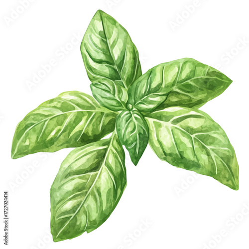 Basil, watercolor painting vector, isolated on a white background.