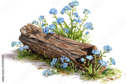forget me not flowers