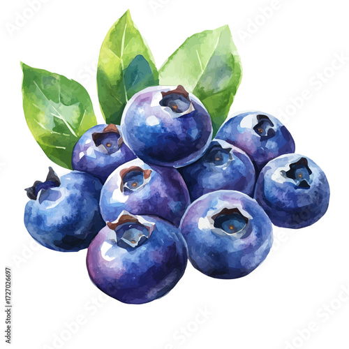 watercolor vector of Blueberries, isolated on a white background.