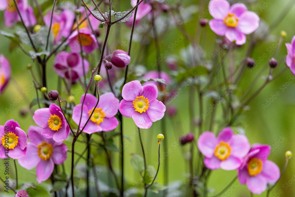 Fototapeta premium Pink anemone flower