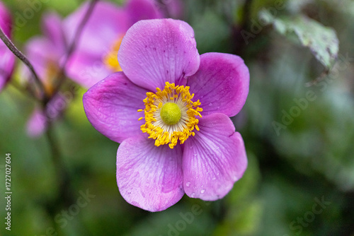 Pink anemone flower