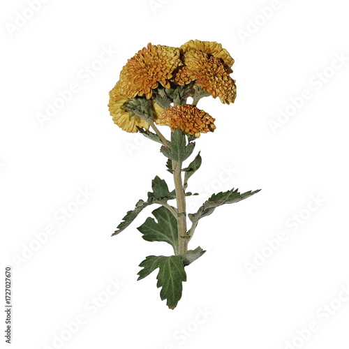 Dried chrysanthemum flower PNG isolated on transparent background