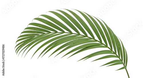Isolated green palm leaf on plant, beautiful frond foliage for design element on surface