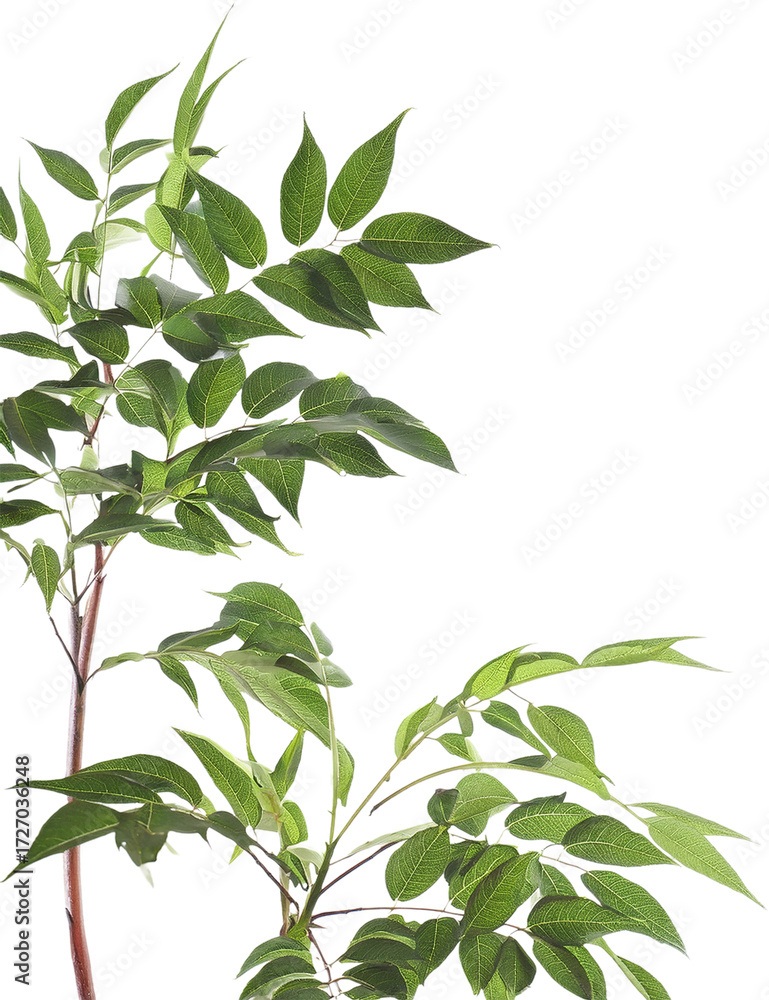Obraz premium 観葉植物 合成用 背景 GIF ai生成画像