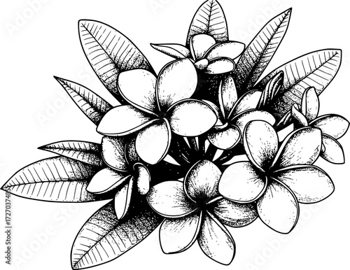 Monochrome halftone of blooming plumeria flowers with detailed leaves illustration
