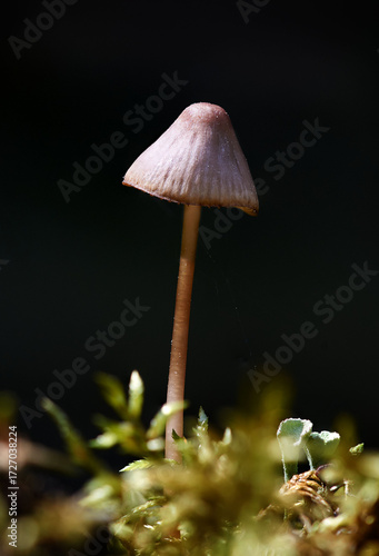Fungi Mycena septentrionalis alone on dark background, close-up
