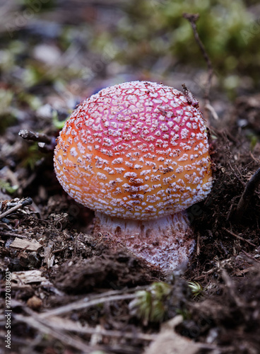 Poison fungi Amanita pantherina in naturall environment
